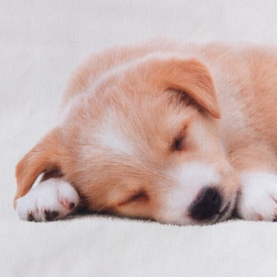 Постельное бельё 1.5-спальное «Этель» Cute dog, бязь