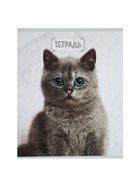 Набор тетрадей, 48 листов в клетку, Calligrata «Милые котята», серые листы, 5 штук - фото 51969005