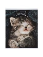 Набор тетрадей, 48 листов в клетку, Calligrata «Милые котята», серые листы, 5 штук - фото 51969007