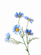 Цветы искусственные «Арктотис», d=3.5 см, h=35 см, голубые 7441974