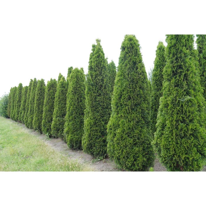 Туя брабант москва: найдено 87 картинок