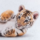 Постельное бельё 1.5-спальное «Этель» Little tiger, бязь - Фото 5