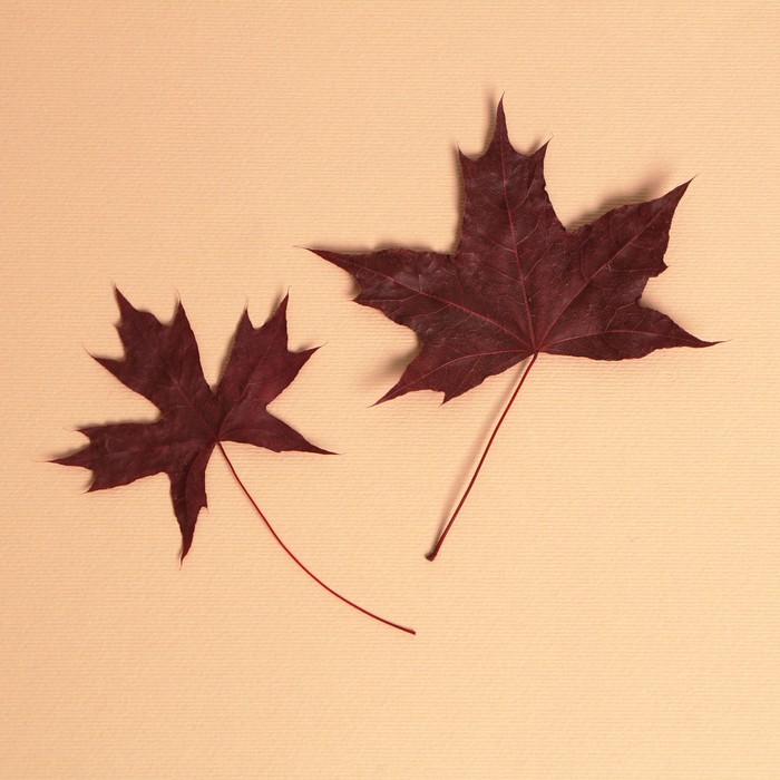 Сухие листья, набор 2 шт., размер 1 шт: 5 × 7 см - фото 10214202