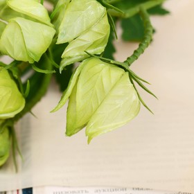 

Цветы искусственные "Физалис перуанский" 59 см, зелёный