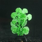 Растение силиконовое аквариумное, светящееся в темноте, 7 х 11 см, зелёное - фото 318849804