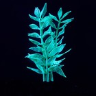 Растение силиконовое аквариумное, светящееся в темноте, 8 х 15 см, зелёное - фото 6584242