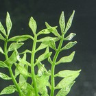 Растение силиконовое аквариумное, светящееся в темноте, 8 х 15 см, зелёное - фото 21561632