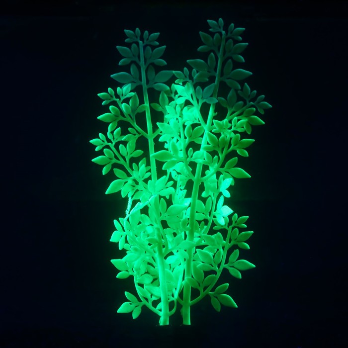 Силиконовая аквариум. Аквариум светящийся в темноте. Растения в темноте. Подсветка зелёная оформление перилл плющ.