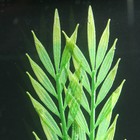 Растение силиконовое аквариумное, светящееся в темноте, 6,5 х 18 см, зелёное - фото 6584259