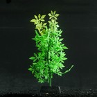 Растение силиконовое аквариумное, светящееся в темноте, 8 х 19 см, зелёное - фото 318849872