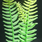 Растение силиконовое аквариумное, светящееся в темноте, 8 х 23 см, зелёное 7108800