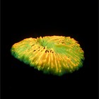 Декор для аквариума коралл "Пильчатый гриб", силиконовый, 5 х 2,5 см, оранжевый - фото 10221447