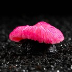 Декор для аквариума коралл "Пильчатый гриб", силиконовый, 5 х 2,5 см, розовый - фото 318849924