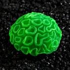 Декор для аквариума коралл Faviidae, 5 х 2,5 см, силиконовый, зелёный 7108821 - фото 16966644