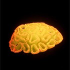 Декор для аквариума коралл Faviidae, 5 х 2,5 см, силиконовый, оранжевый - фото 6584349