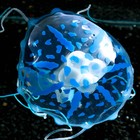 Декор для аквариума "Медуза" силиконовая, с неоновым эффектом, 10 х 10 х 20,5 см, синяя - фото 11344961
