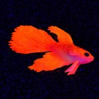 Декор для аквариума "Бойцовая рыбка" силиконовая, с неоновым эффектом, 8 х 1,5 х 5,2 см, кра   71088 - фото 11344989