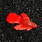 Декор для аквариума «Бойцовая рыбка», 8×1.5×5.2 см, с неоновым эффектом, красный - Фото 3