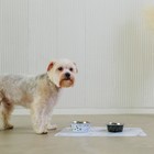 Миска металлическая для собаки «Ем, играю и снова ем», 350 мл, 13х4.5 см - Фото 4