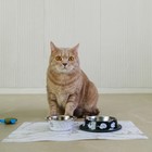 Миска металлическая для кошки с нескользящим основанием «Я хочу кушать», 235 мл, 15х3.5 см - Фото 5