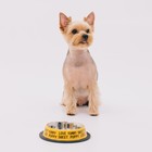 Миска металлическая для собаки с нескользящим основанием Puppy, 235 мл, 15х3.5 см - Фото 5
