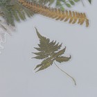 Наклейки для творчества 'Пальмовые листья' набор 40 шт 12х9 см - фото 804814389