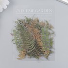 Наклейки для творчества 'Пальмовые листья' набор 40 шт 12х9 см - фото 804814391