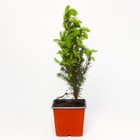 Саженец Ель канадская «Коника», Р9, 1 шт., h=3-20 см - Фото 2