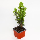 Саженец Ель канадская «Коника», Р9, 1 шт., h=3-20 см - Фото 3