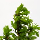 Саженец Ель канадская «Коника», Р9, 1 шт., h=3-20 см - Фото 4