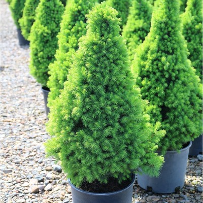 Саженец Ель канадская «Коника», Р9, 1 шт., h=3-20 см