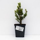 Саженец Ель канадская «Рейнбоуз Енд», Р9, 1 шт., h=3-20 см - Фото 2