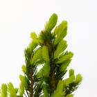 Саженец Ель канадская «Рейнбоуз Енд», Р9, 1 шт., h=3-20 см - Фото 4