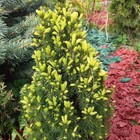 Саженец Ель канадская «Рейнбоуз Енд», Р9, 1 шт., h=3-20 см - Фото 1