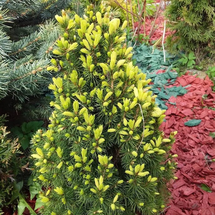 Саженец Ель канадская «Рейнбоуз Енд», Р9, 1 шт., h=3-20 см - Фото 1