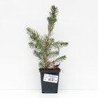 Саженец Ель колючая Глаука «Аризона» (Кейбаб), Р9, 1 шт., h=3-20 см - Фото 1