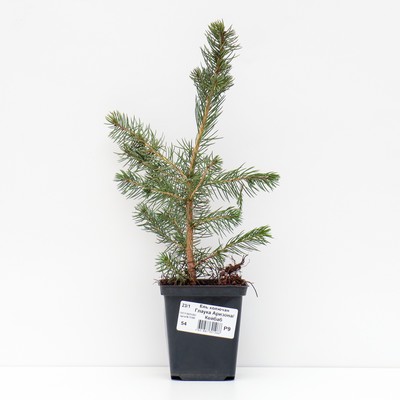 Саженец Ель колючая Глаука «Аризона» (Кейбаб), Р9, 1 шт., h=3-20 см