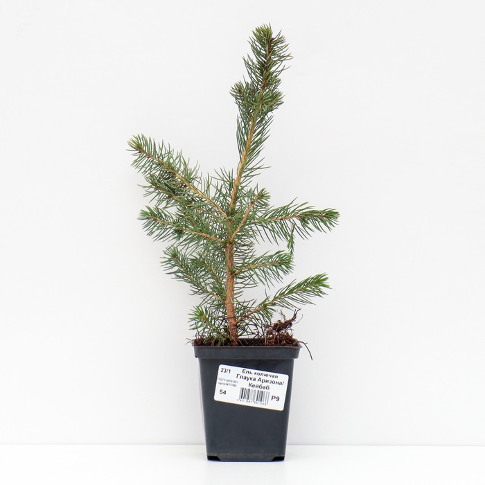 Саженец Ель колючая Глаука «Аризона» (Кейбаб), Р9, 1 шт., h=3-20 см - Фото 1