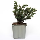 Саженец Кипарисовик горохоплодный «Бульвар», Р9, 1 шт., h=3-20 см, Май 2022  (артикул 7862654)  большой выбор товаров оптом и в розницу по низким ценам с доставкой