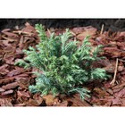 Саженец Кипарисовик горохоплодный «Бульвар», Р9, 1 шт., h=3-20 см, Май 2022  (артикул 7862654)  большой выбор товаров оптом и в розницу по низким ценам с доставкой