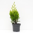 Саженец Кипарисовик «Лавсона Ивонне», Р9, 1 шт., h=3-20 см  (артикул 7862657)  большой выбор товаров оптом и в розницу по низким ценам с доставкой