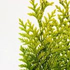 Саженец Кипарисовик «Лавсона Ивонне», Р9, 1 шт., h=3-20 см  (артикул 7862657)  большой выбор товаров оптом и в розницу по низким ценам с доставкой