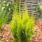 Саженец Кипарисовик «Лавсона Ивонне», Р9, 1 шт., h=3-20 см  (артикул 7862657)  большой выбор товаров оптом и в розницу по низким ценам с доставкой