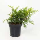 Саженец Микробиота перекрестнопарная (Р9), 1 шт., h=3-20 см  (артикул 7862662)  большой выбор товаров оптом и в розницу по низким ценам с доставкой