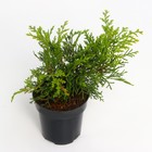 Саженец Микробиота перекрестнопарная (Р9), 1 шт., h=3-20 см  (артикул 7862662)  большой выбор товаров оптом и в розницу по низким ценам с доставкой