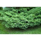 Саженец Микробиота перекрестнопарная (Р9), 1 шт., h=3-20 см  (артикул 7862662)  большой выбор товаров оптом и в розницу по низким ценам с доставкой