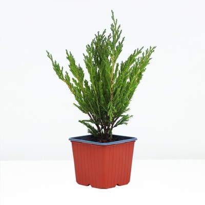 Саженец Можжевельник горизонтальный «Андорра Компакта», Р9, 1 шт., h=3-20 см, Лето 2025