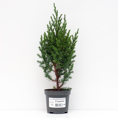 Саженец Можжевельник китайский «Стрикта», Р9, 1 шт., h=3-20 см