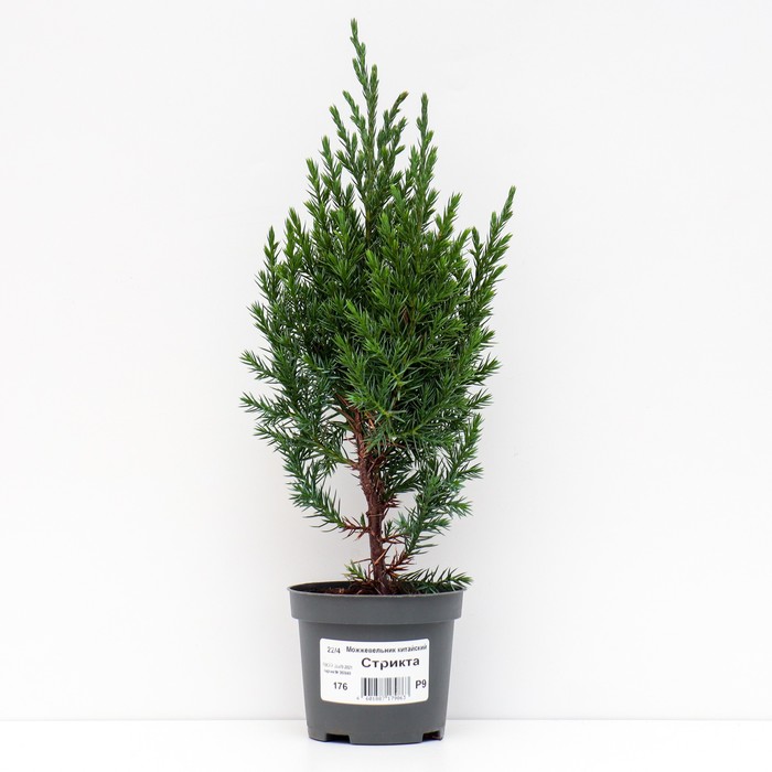 Саженец Можжевельник китайский «Стрикта», Р9, 1 шт., h=3-20 см - Фото 1