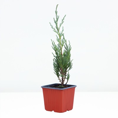 Саженец Можжевельник скальный «Мунглоу» , Р9, 1 шт., h=3-20 см